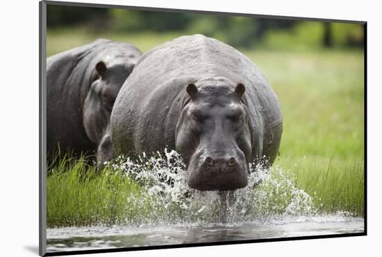 Hippopotamus in Chobe National Park-Paul Souders-Mounted Photographic Print