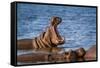 Hippopotamus in Kruger National Park, South Africa ; Specie Hippopotamus Amphibius Family of Hippop-PACO COMO-Framed Stretched Canvas