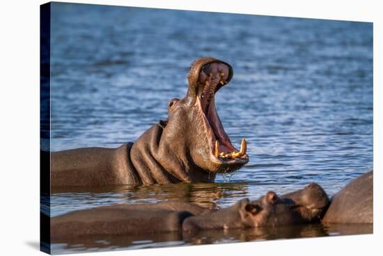 Hippopotamus in Kruger National Park, South Africa ; Specie Hippopotamus Amphibius Family of Hippop-PACO COMO-Stretched Canvas