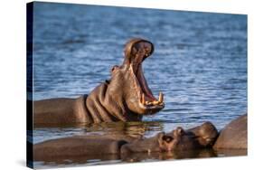 Hippopotamus in Kruger National Park, South Africa ; Specie Hippopotamus Amphibius Family of Hippop-PACO COMO-Stretched Canvas