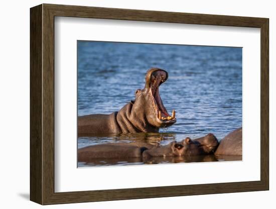 Hippopotamus in Kruger National Park, South Africa ; Specie Hippopotamus Amphibius Family of Hippop-PACO COMO-Framed Photographic Print