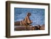 Hippopotamus in Kruger National Park, South Africa ; Specie Hippopotamus Amphibius Family of Hippop-PACO COMO-Framed Photographic Print