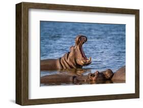 Hippopotamus in Kruger National Park, South Africa ; Specie Hippopotamus Amphibius Family of Hippop-PACO COMO-Framed Photographic Print