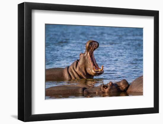 Hippopotamus in Kruger National Park, South Africa ; Specie Hippopotamus Amphibius Family of Hippop-PACO COMO-Framed Photographic Print