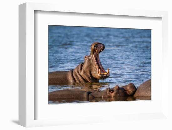 Hippopotamus in Kruger National Park, South Africa ; Specie Hippopotamus Amphibius Family of Hippop-PACO COMO-Framed Photographic Print