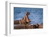 Hippopotamus in Kruger National Park, South Africa ; Specie Hippopotamus Amphibius Family of Hippop-PACO COMO-Framed Photographic Print