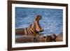 Hippopotamus in Kruger National Park, South Africa ; Specie Hippopotamus Amphibius Family of Hippop-PACO COMO-Framed Photographic Print