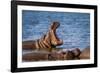 Hippopotamus in Kruger National Park, South Africa ; Specie Hippopotamus Amphibius Family of Hippop-PACO COMO-Framed Photographic Print