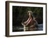 Hippopotamus in pool, Mana Pools NP, Zimbabwe-Nick Garbutt-Framed Photographic Print