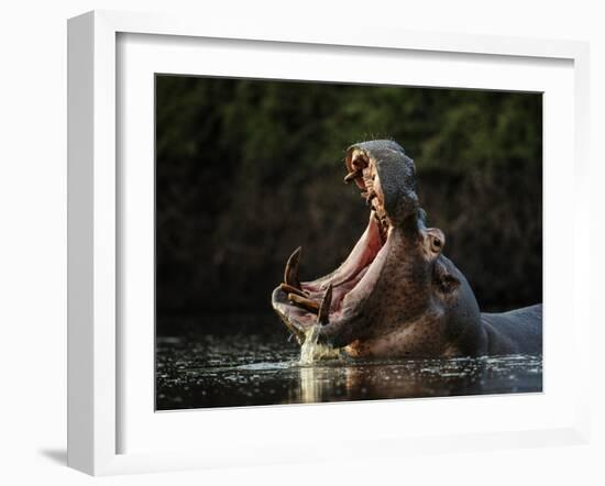 Hippopotamus in pool, Mana Pools NP, Zimbabwe-Nick Garbutt-Framed Photographic Print