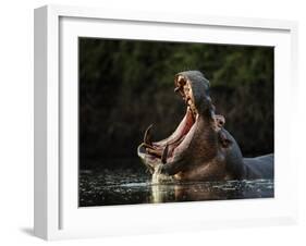 Hippopotamus in pool, Mana Pools NP, Zimbabwe-Nick Garbutt-Framed Photographic Print