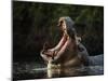 Hippopotamus in pool, Mana Pools NP, Zimbabwe-Nick Garbutt-Mounted Photographic Print
