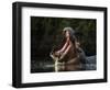 Hippopotamus in pool, Mana Pools NP, Zimbabwe-Nick Garbutt-Framed Photographic Print