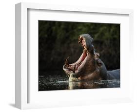 Hippopotamus in pool, Mana Pools NP, Zimbabwe-Nick Garbutt-Framed Photographic Print