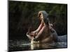 Hippopotamus in pool, Mana Pools NP, Zimbabwe-Nick Garbutt-Mounted Photographic Print