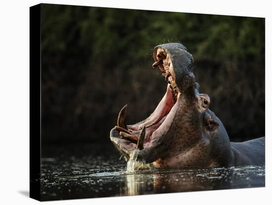 Hippopotamus in pool, Mana Pools NP, Zimbabwe-Nick Garbutt-Stretched Canvas