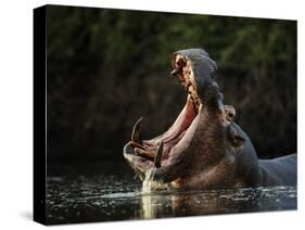 Hippopotamus in pool, Mana Pools NP, Zimbabwe-Nick Garbutt-Stretched Canvas
