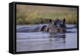 Hippopotamus in River-null-Framed Stretched Canvas