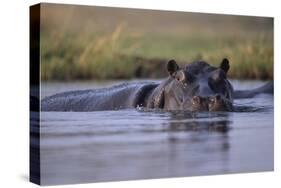 Hippopotamus in River-null-Stretched Canvas