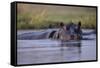 Hippopotamus in River-null-Framed Stretched Canvas