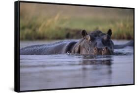 Hippopotamus in River-null-Framed Stretched Canvas