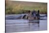 Hippopotamus in River-null-Stretched Canvas