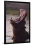 Hippopotamus in River-Paul Souders-Framed Premium Photographic Print