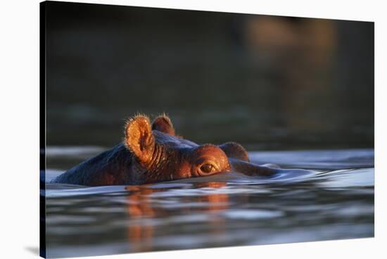 Hippopotamus in River-Paul Souders-Stretched Canvas