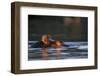 Hippopotamus in River-Paul Souders-Framed Premium Photographic Print