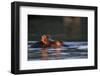 Hippopotamus in River-Paul Souders-Framed Premium Photographic Print