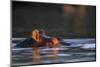 Hippopotamus in River-Paul Souders-Mounted Premium Photographic Print