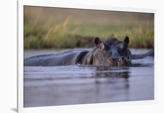 Hippopotamus in River-null-Framed Photographic Print