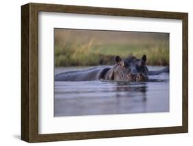 Hippopotamus in River-null-Framed Photographic Print