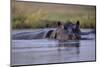 Hippopotamus in River-null-Mounted Photographic Print