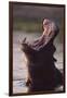 Hippopotamus in River-Paul Souders-Framed Photographic Print