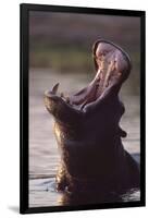 Hippopotamus in River-Paul Souders-Framed Photographic Print