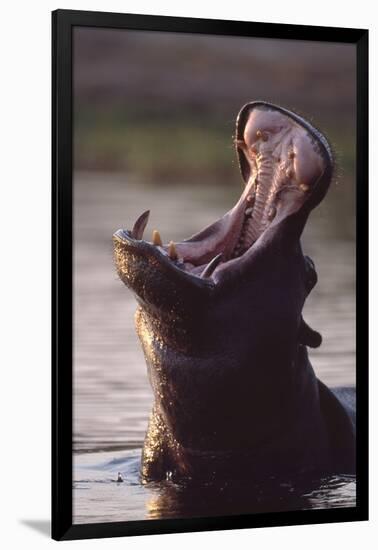 Hippopotamus in River-Paul Souders-Framed Photographic Print