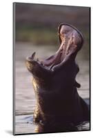 Hippopotamus in River-Paul Souders-Mounted Photographic Print