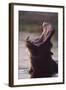 Hippopotamus in River-Paul Souders-Framed Photographic Print