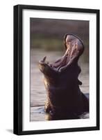 Hippopotamus in River-Paul Souders-Framed Photographic Print