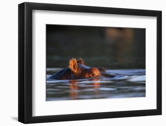 Hippopotamus in River-Paul Souders-Framed Photographic Print