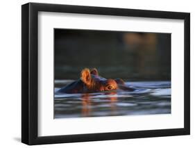 Hippopotamus in River-Paul Souders-Framed Photographic Print