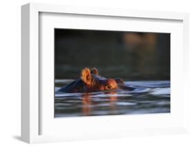 Hippopotamus in River-Paul Souders-Framed Photographic Print