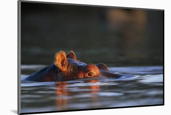 Hippopotamus in River-Paul Souders-Mounted Photographic Print