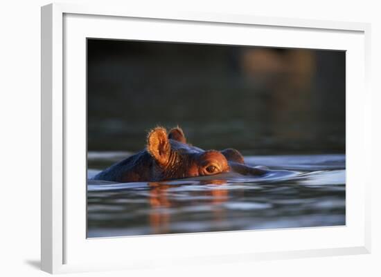 Hippopotamus in River-Paul Souders-Framed Photographic Print