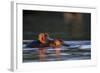 Hippopotamus in River-Paul Souders-Framed Photographic Print