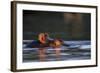 Hippopotamus in River-Paul Souders-Framed Photographic Print