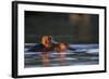 Hippopotamus in River-Paul Souders-Framed Photographic Print