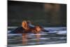 Hippopotamus in River-Paul Souders-Mounted Photographic Print