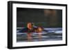 Hippopotamus in River-Paul Souders-Framed Photographic Print